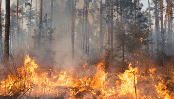 Prévention des feux de forêts : le Gouvernement prépare l'été