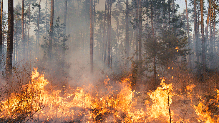 Prévention des feux de forêts : le Gouvernement prépare l'été