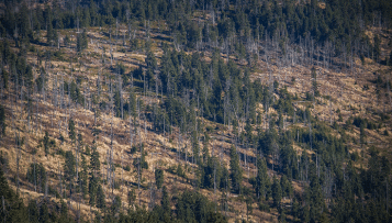 Quelle place pour la lutte contre la déforestation importée dans la commande publique ?