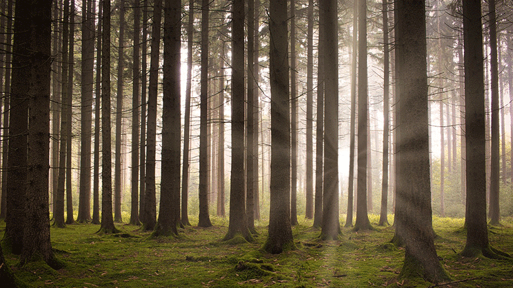Forêts : la Cour des comptes pointe la fragilité des finances de l'ONF