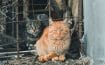 L'État soutient des projets de gestion des chats errants