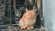 L'État soutient des projets de gestion des chats errants