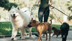 Revue des bonnes pratiques municipales pour vivre ensemble avec les animaux