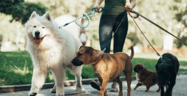 Revue des bonnes pratiques municipales pour vivre ensemble avec les animaux