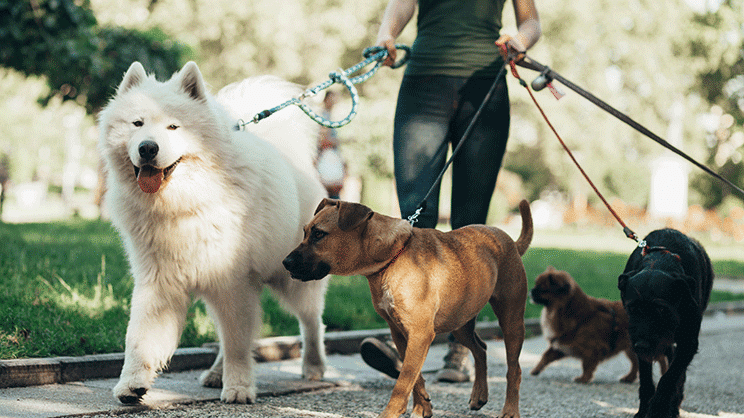 Revue des bonnes pratiques municipales pour vivre ensemble avec les animaux