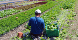 Restauration collective : l'État appelle ses acheteurs à respecter les objectifs de la loi Egalim