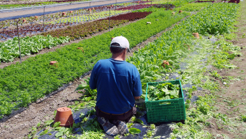 Restauration collective : l'État appelle ses acheteurs à respecter les objectifs de la loi Egalim