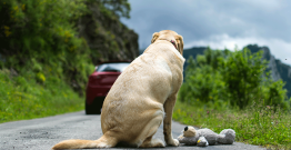 Abandon d'animaux cet été : ce que la loi permet au maire ?