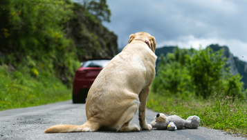 Abandon d'animaux cet été : ce que la loi permet au maire ?